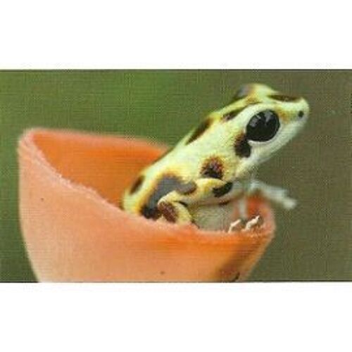 Jungle Mania Auchan N° 59 Grenouille Fraise