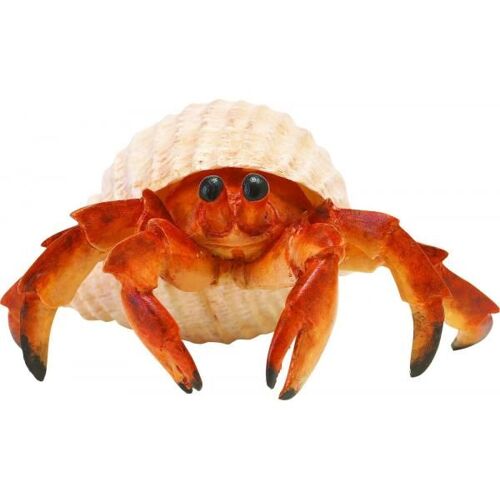 Crabe Hermite