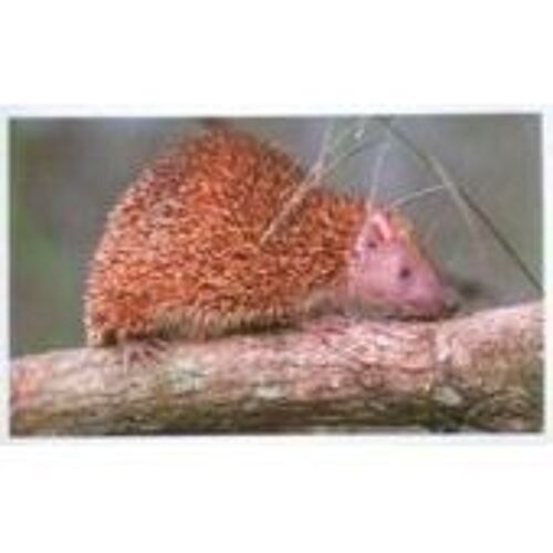 Carte Auchan Jungle Mania N° 100 Petit Tenrec