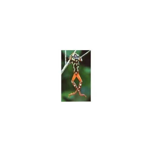 Carte Auchan Jungle Mania N° 84 Grenouille Arboricole