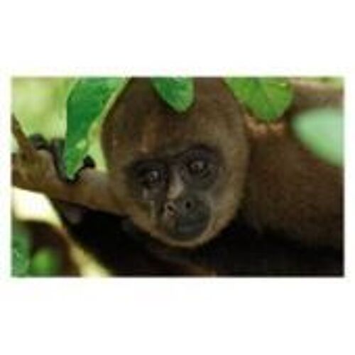 Carte Auchan Jungle Mania N° 24