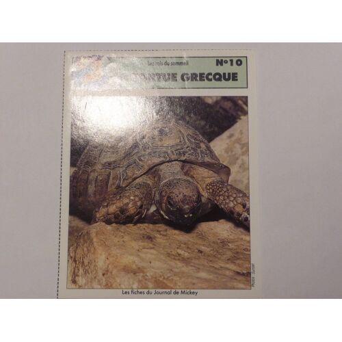 Fiche Le Journal De Mickey La Tortue Grecque