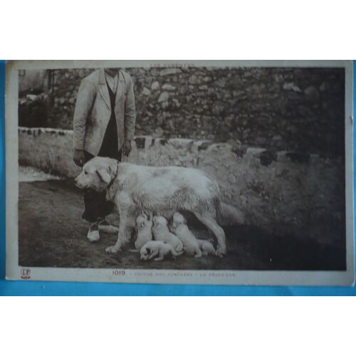 Chiens Des Pyrenees : Le Dejeuner