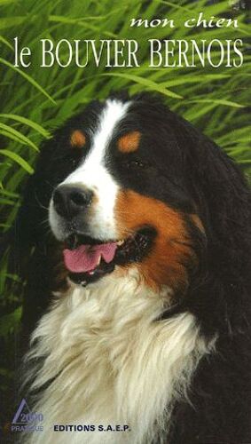 Le Bouvier Bernois - Un Molosse Au Coeur D'or