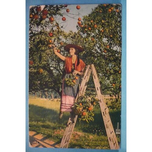 Cote D'azur : La Cueillette Des Oranges