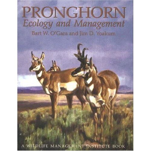 Pronghorn