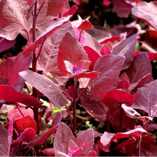 150 Graines D'arroche Rouge Méthode Bio Seed Légume Ancien Jardin Potager