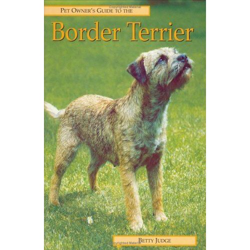 Pet Owner's Guide To Border Terriers