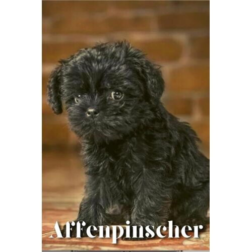 Affenpinscher: Dog Breed Overview And Guide
