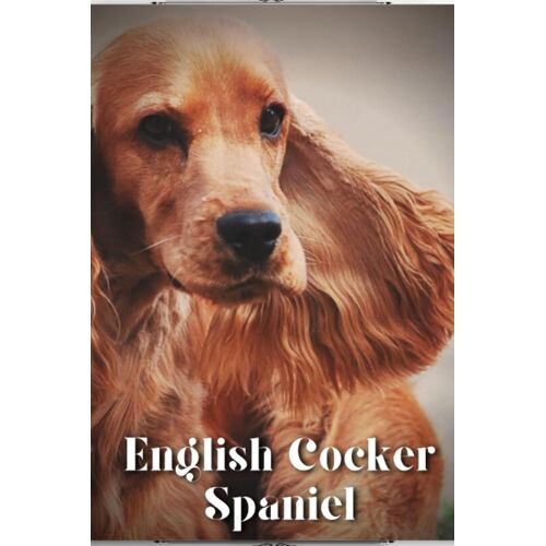 English Cocker Spaniel: Dog Breed Overview And Guide