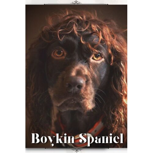 Boykin Spaniel: Dog Breed Overview And Guide