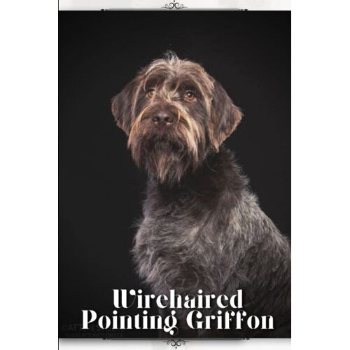 Wirehaired Pointing Griffon: Dog Breed Overview And Guide