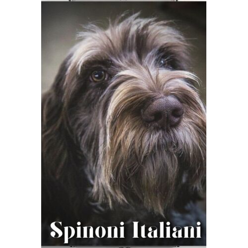 Spinoni Italiani: Dog Breed Overview And Guide