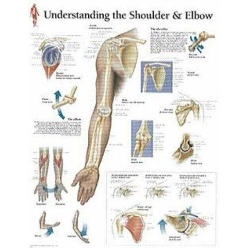 Understanding The Shoulder & Elbow Paper Poster