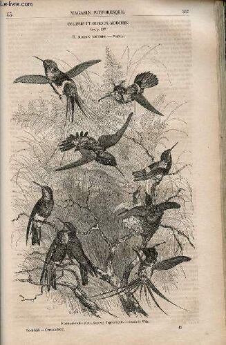 Le Magasin Pittoresque - Livraison N°043 - Colibris Et Oiseaux Mouches,Suite - Oiseaux Mouches - Wilson.