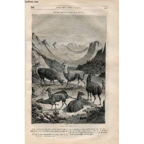 Le Magasin Pittoresque - Livraison N°039 - Naturalisation Du Lama En France.