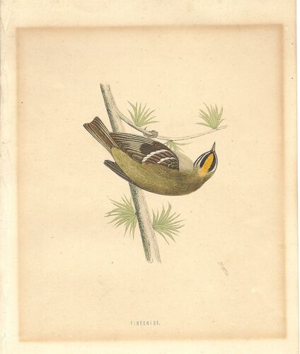 Firecrest (Regulus Ignicapilla) Gravure Anglaise Ancienne (Plus De 100 Ans)