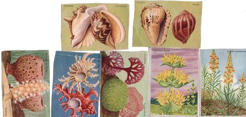 7 Images De Collection (Années 60) Plantes