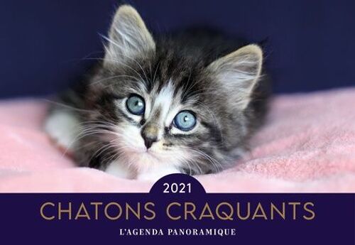 Chatons Craquants - Edition 2021