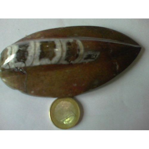 Fossile Orthoceras 175g Sur Sa Gangue