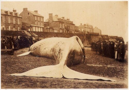 Luc Sur Mer, Échouage De La Baleine En Janvier 1885
