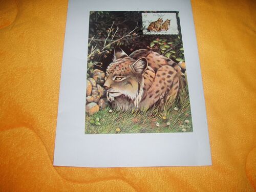 Carte Postale Maximum  Lynx   / Portugal  / + Timbre Annee 1988