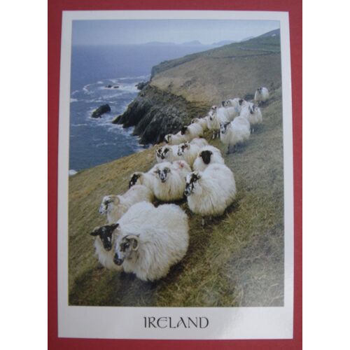Cpm - Ireland - La Mer Et Les Moutons