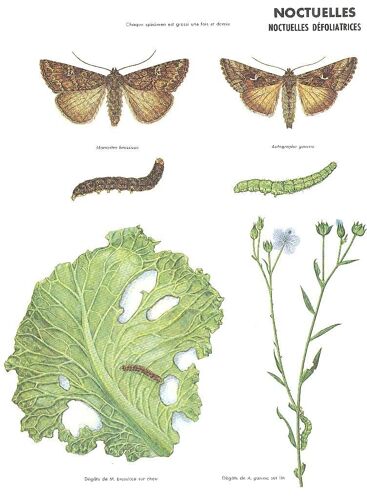 Noctuelles Défoliatrices, Chou Lin Mamestra Brassicae Et Autographa Gamma