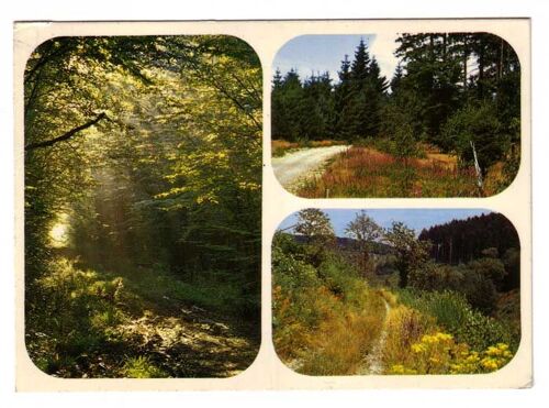 Cpm - Promenade En Forêt - Chatillon Sur Loire