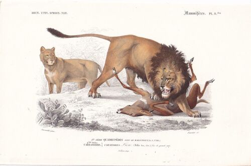D'orbigny Charles, Gravure Du Dictionnaire D'histoire Naturelle 1846 Mammifères Carnivores Carnassiers Lion Pl 8bis