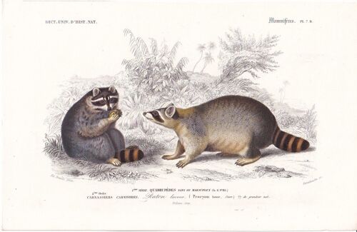 D'orbigny Charles, Gravure Du Dictionnaire D'histoire Naturelle 1846 Mammifères Carnassiers Carnivores Raton Laveur Pl 7b