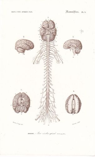 D'orbigny Charles, Gravure Du Dictionnaire D'histoire Naturelle 1846 Mammifères Homme Axe Cébro-Spinal Pl 3
