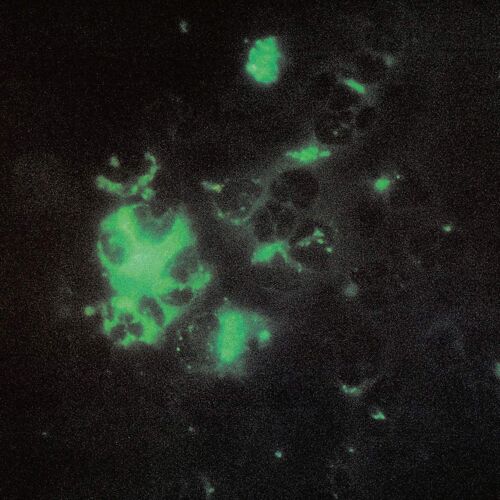 Anomalous Materials [Vinyl]