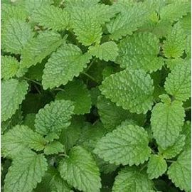 Gros Plant De Mélisse Citronnelle