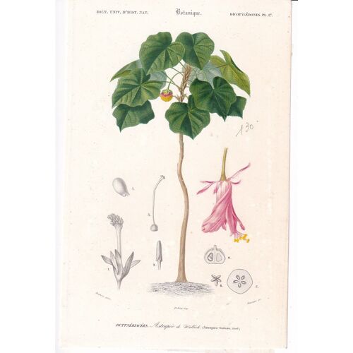 Dictionnaire D'histoire Naturelle De D'orbigny Charles; L'astrapée De Wallich Une Buttnériacée.