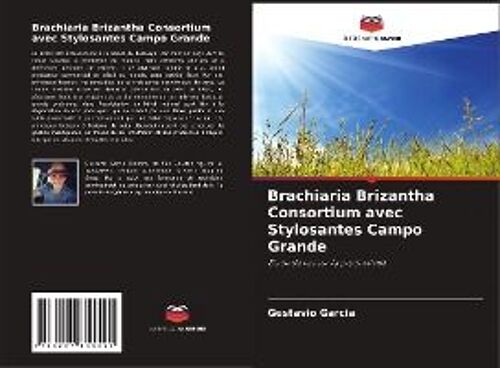 Brachiaria Brizantha Consortium Avec Stylosantes Campo Grande