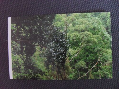 Jungle Mania Auchan - N°197 Reboisement 3