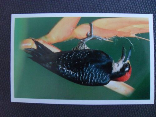 Jungle Mania Auchan - N°55 Pic De Pucheran