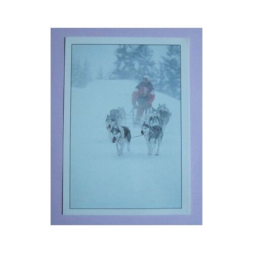 Carte Postale : Chiens De Traineau