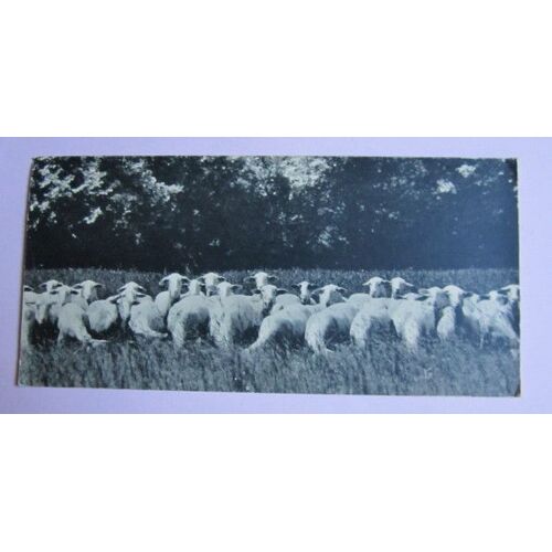 Carte Postale Double : Moutons (10x21 Cm) - Trace De Punaise