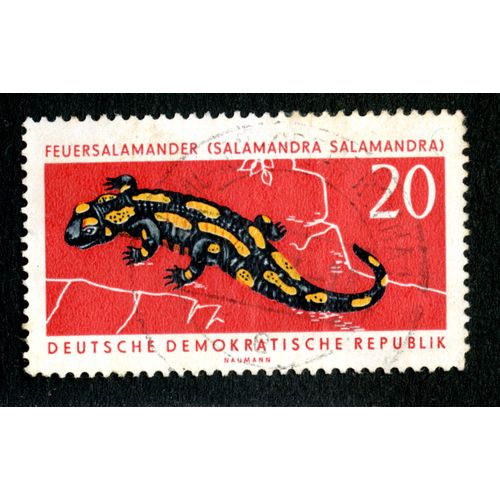 Timbre Oblitéré Deutsche Demokratische Republik, Feuersalamander ( Salamandra Salamandra ) , 20