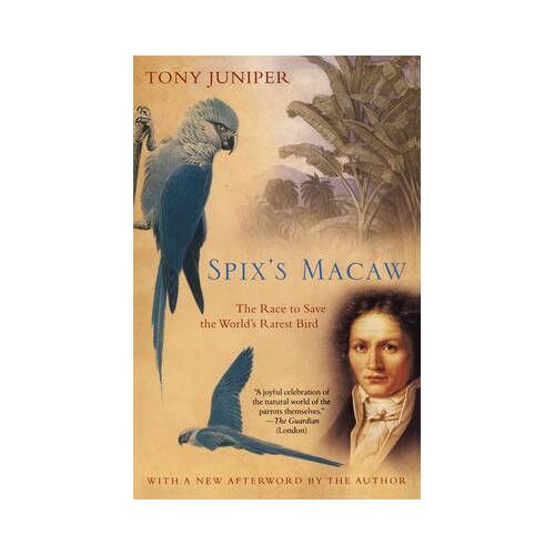 Spix's Macaw
