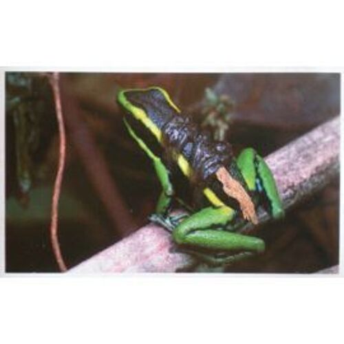 Jungle Mania 10 Grenouille Tueuse