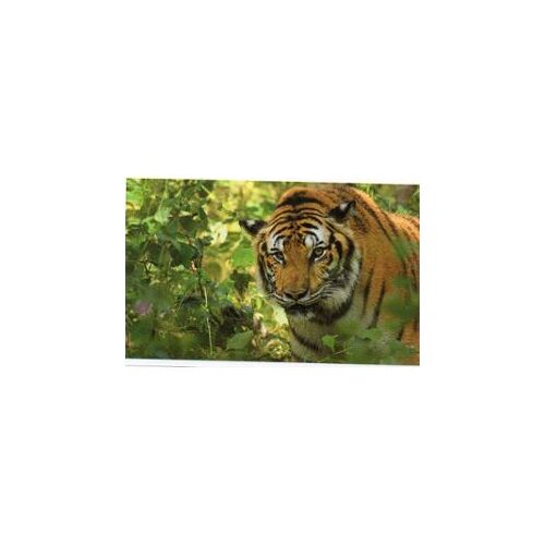 Jungle Mania N° 174 Tigre