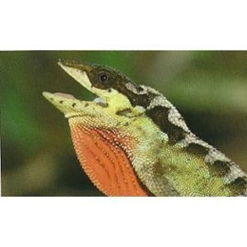 Jungle Mania 52 Anolis Néotropical