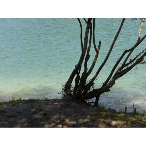 Arbre Au Bord De L'eau