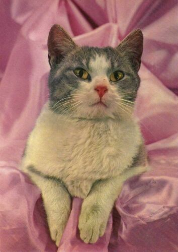 Carte Postale Grand Format 15 X 21 Cm Chat Chaton Edition G. Picard
