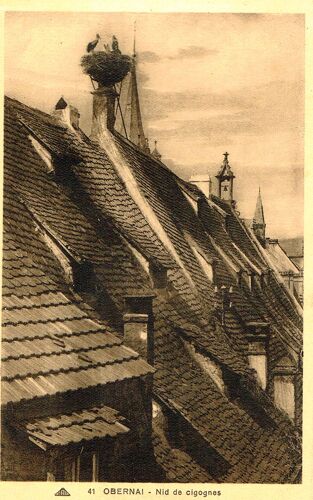 Carte Postale Ancienne, France, Bas Rhin ( 67 ), Obernai, Nid De Cigognes