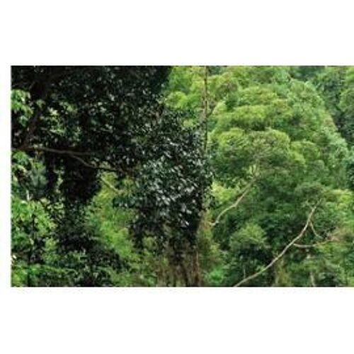 Jungle Mania 197 Reboisement 3