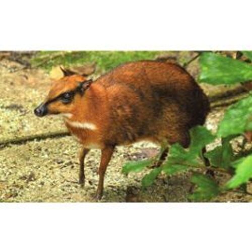 Jungle Mania 148 Petit Kanchil De Java